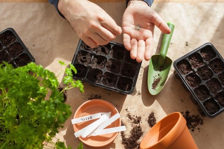 (sponsored content) gardening, planting at home. man sowing seeds in germination box