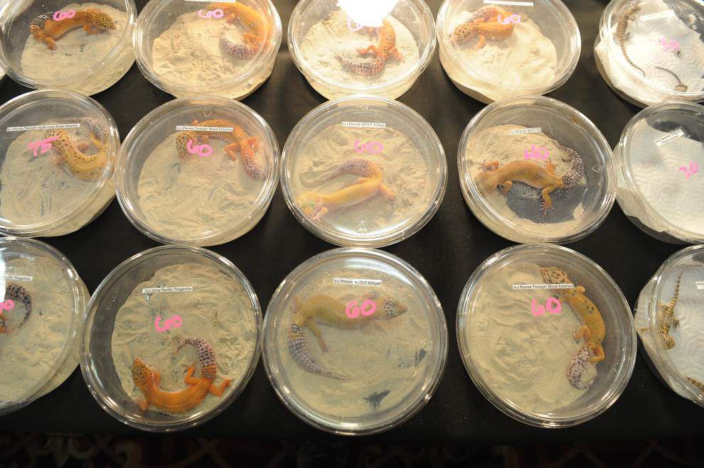 Photos: Snakes, turtles, lizards take center stage at ReptiDay in Lafayette _lowres