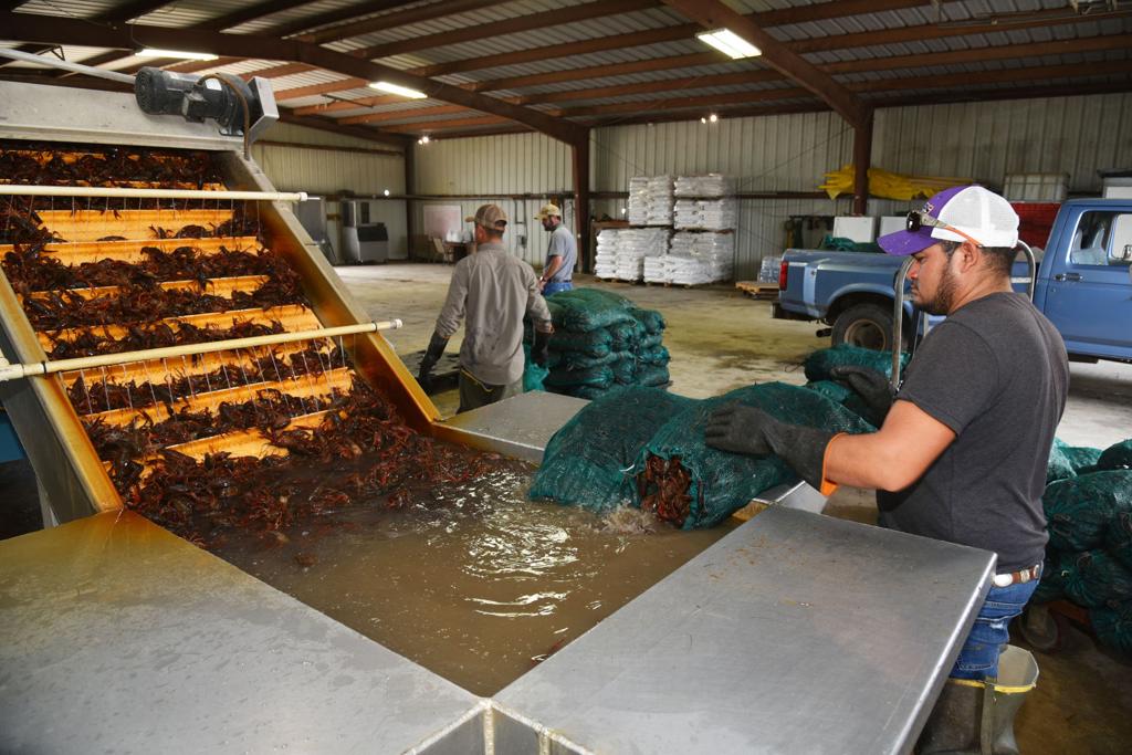 Coronavirus Leads To Glut Of Crawfish Coronavirus Theadvocate Com
