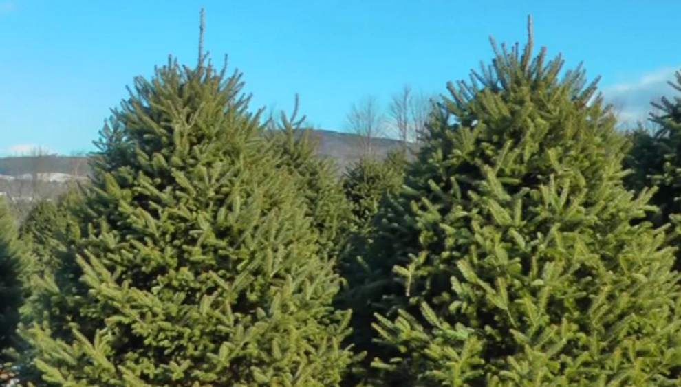 Internet, woods compete for Christmas tree sales _lowres