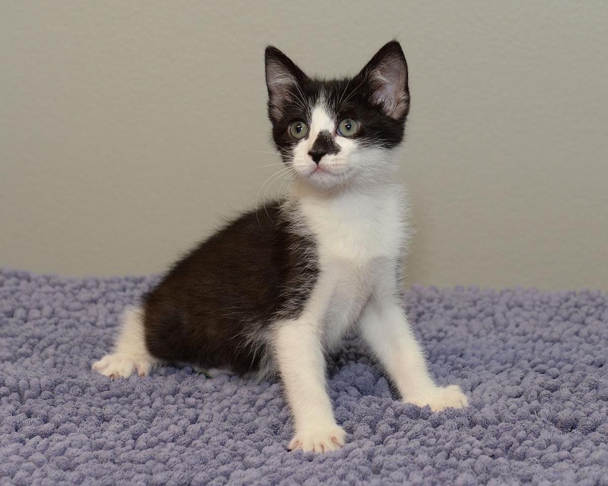 Cats Available Through Cat Haven Of Greater Baton Rouge On June 27