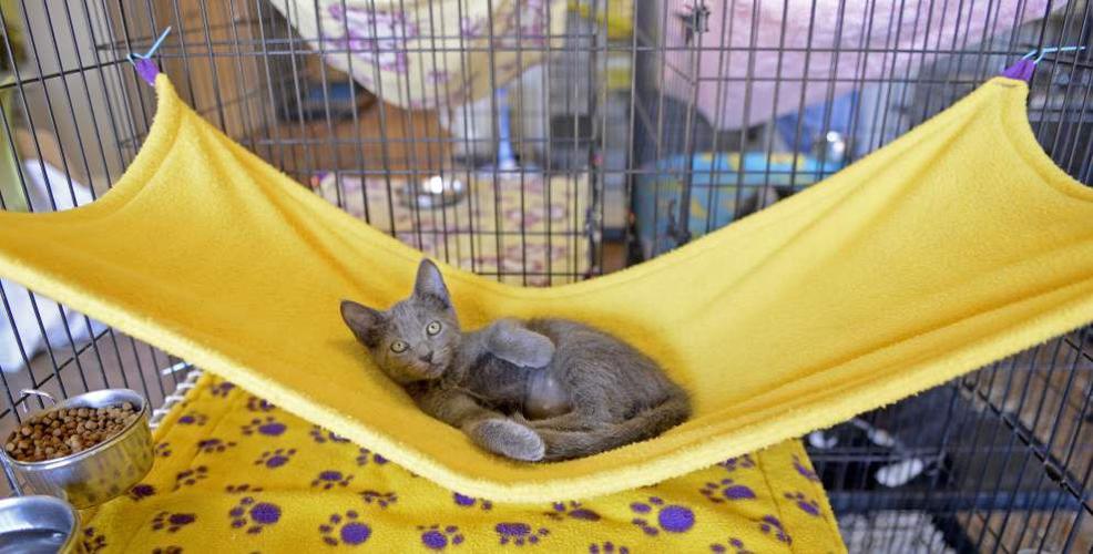 Cat rescue groups merge News