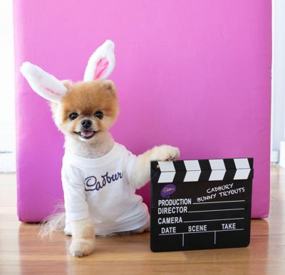 Cadbury Announces Second Annual Bunny Tryouts Deadline Is Feb 24 To Enter Your Pet Arts Theadvocate Com The only animal in the rankings is canine internet sensation jiffpom who comes in at number 10 on the top ten tiktok influencers. cadbury announces second annual bunny