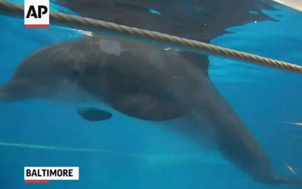 Under pressure, dolphin shows change _lowres