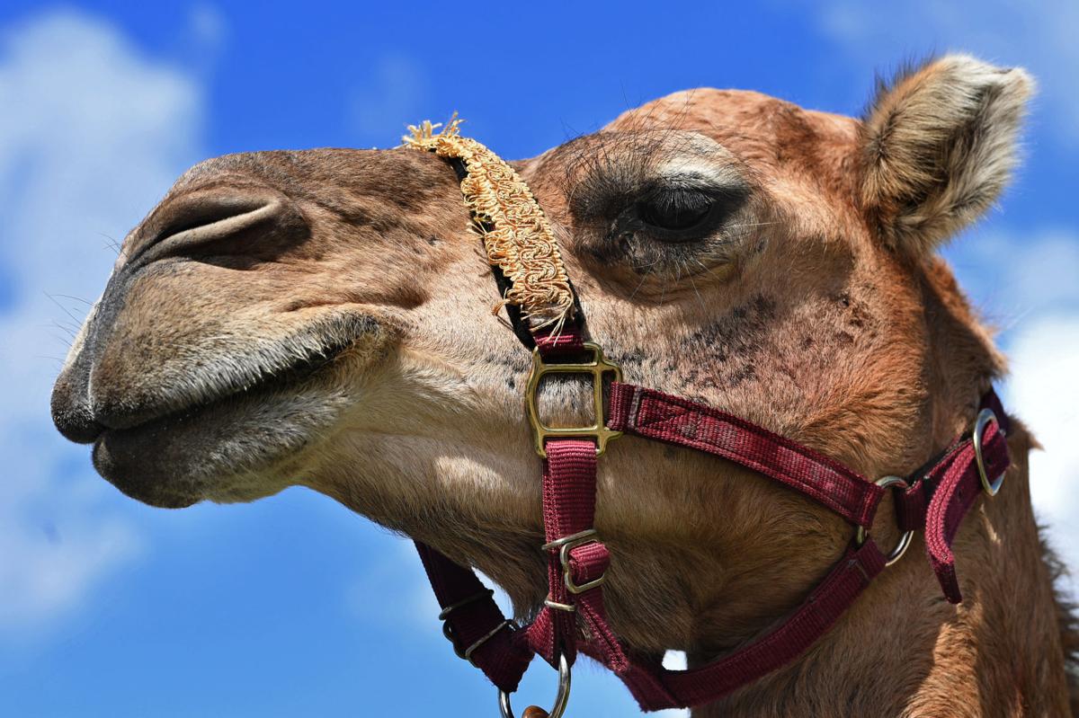 Not All Louisiana Camels Are Going To Sit On You Meet Kid Loving Cookie Eating Bubbles Arts Theadvocate Com