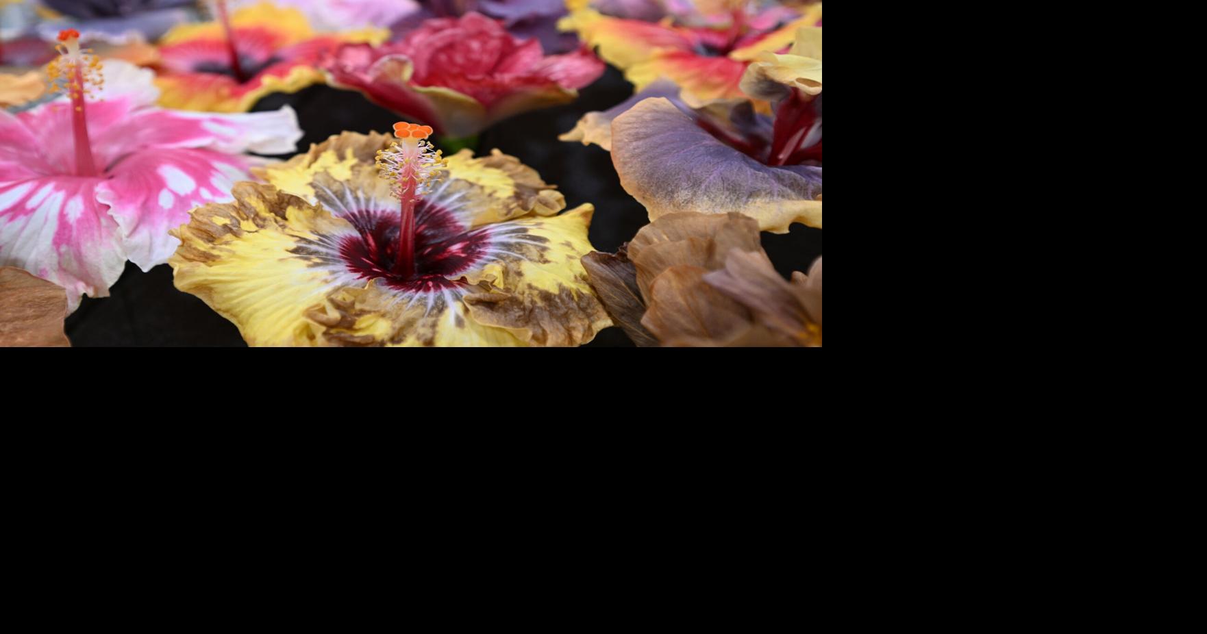 This popular Louisiana garden influencer is a leading grower of tropical flowers