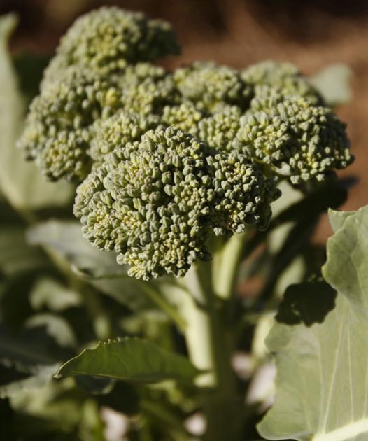 LSU Backyard Information: Fall gardening brings a bounty of greens | House/Backyard