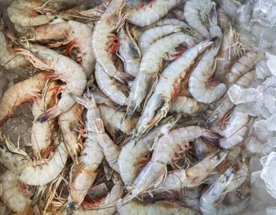 Shrimp