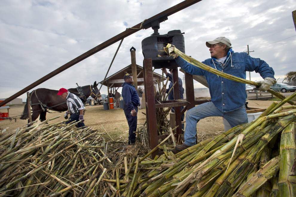 Angola inmates make sugar cane syrup the oldfashioned way West Feliciana