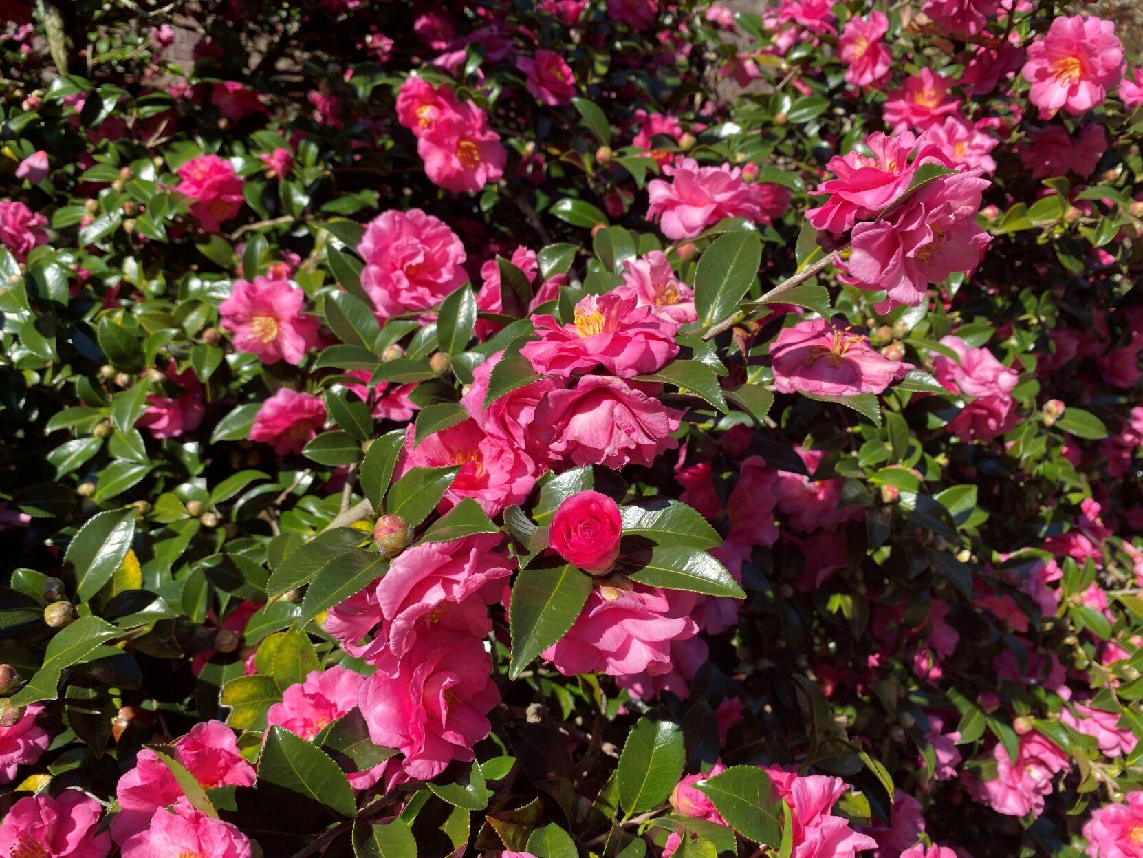 When it comes to flowering shrubs for the South, there's lots ...