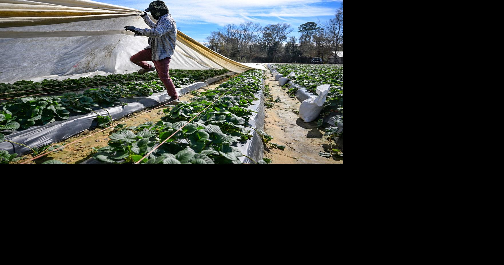 See how farmers keep Louisiana’s famous strawberries safe during extreme cold snaps