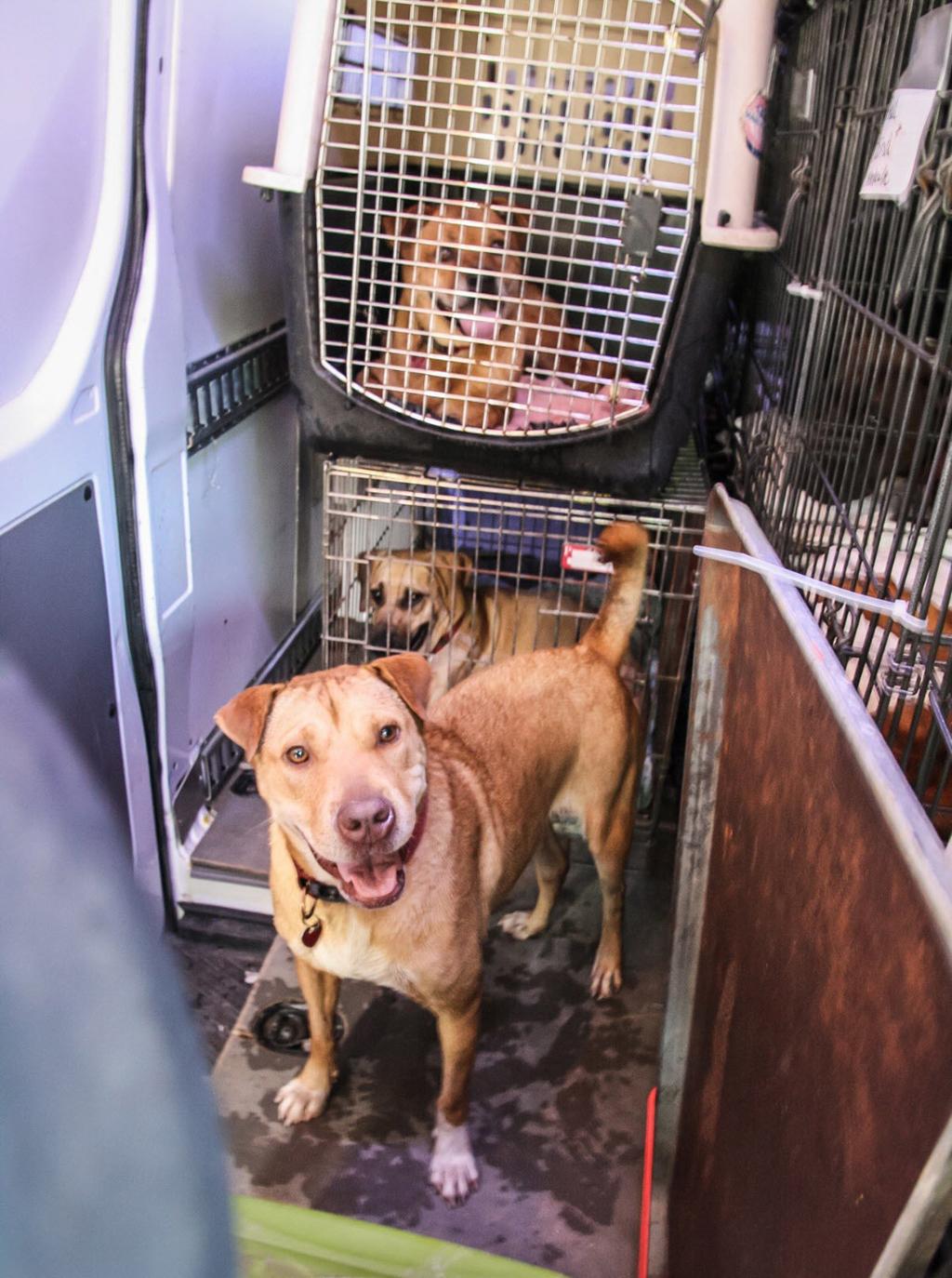 Humane Society of Louisiana honors animal hospitals for flood rescues |  Livingston/Tangipahoa 