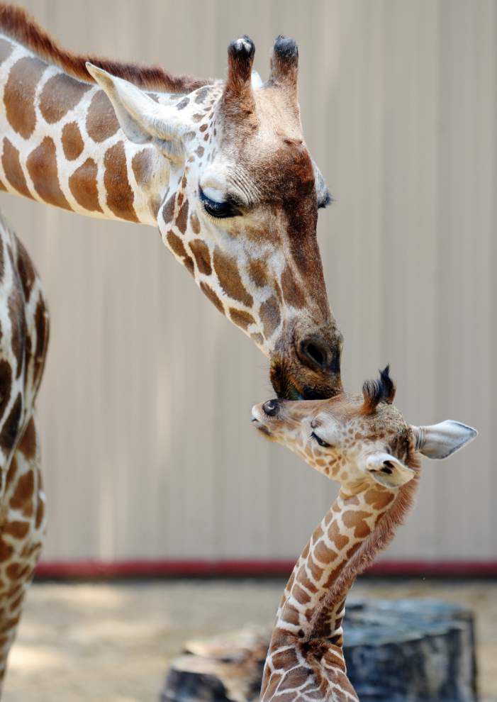 Photos Giraffe is featured birth at Zoosiana _lowres