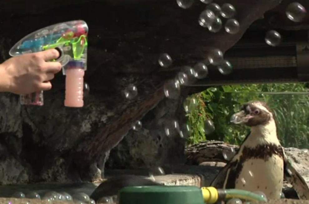 The zoo life: Bubble bath, toys, cologne _lowres