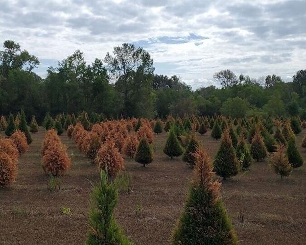 Kentwood's Christmas Town tree farm crop failure spurs alarm News