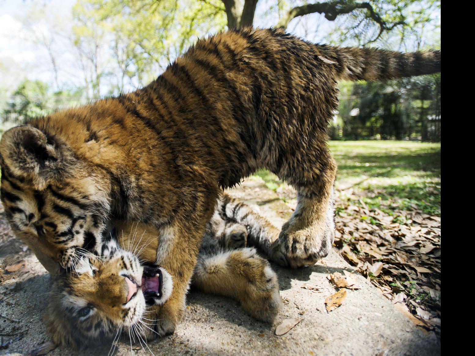 Have you met Michael and Mitchell, Zoosiana's new tiger cubs?, Entertainment/Life