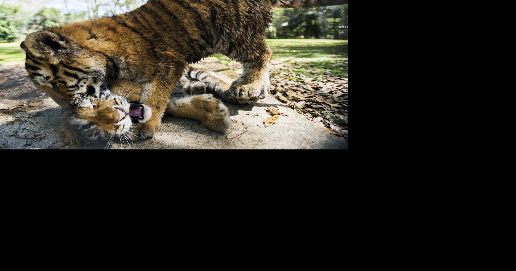 Brother and sister tiger cubs explore their enclosure at zoo