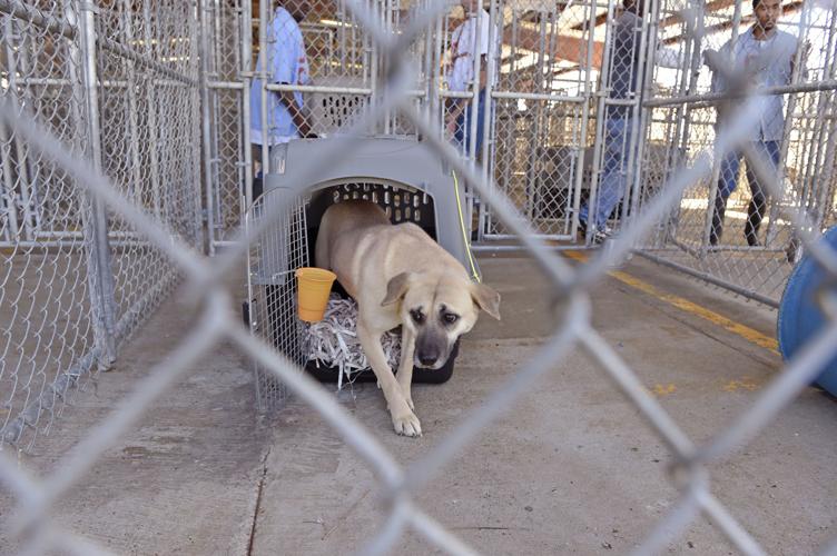Dogs bred for dinner table in South Korea get second chance at Dixon  Correctional's shelter program | News 