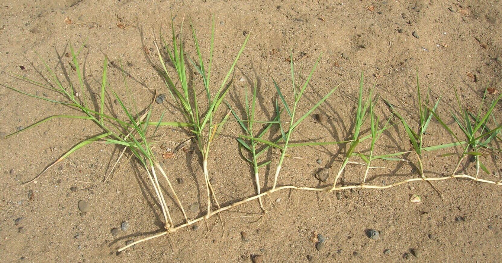 Turf war: Settle in for a long battle against torpedograss | Entertainment/Life - Vimarsana News