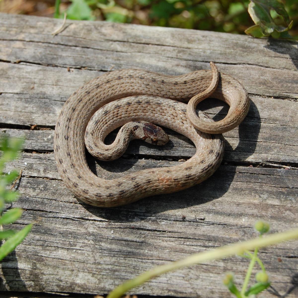 Don T Kill That Snake Without These Louisiana Species Rodents Will Be Out Of Control Home Garden Theadvocate Com Don T Kill That Snake Without These Louisiana Species Rodents Will Be Out Of Control Home Garden Theadvocate Com