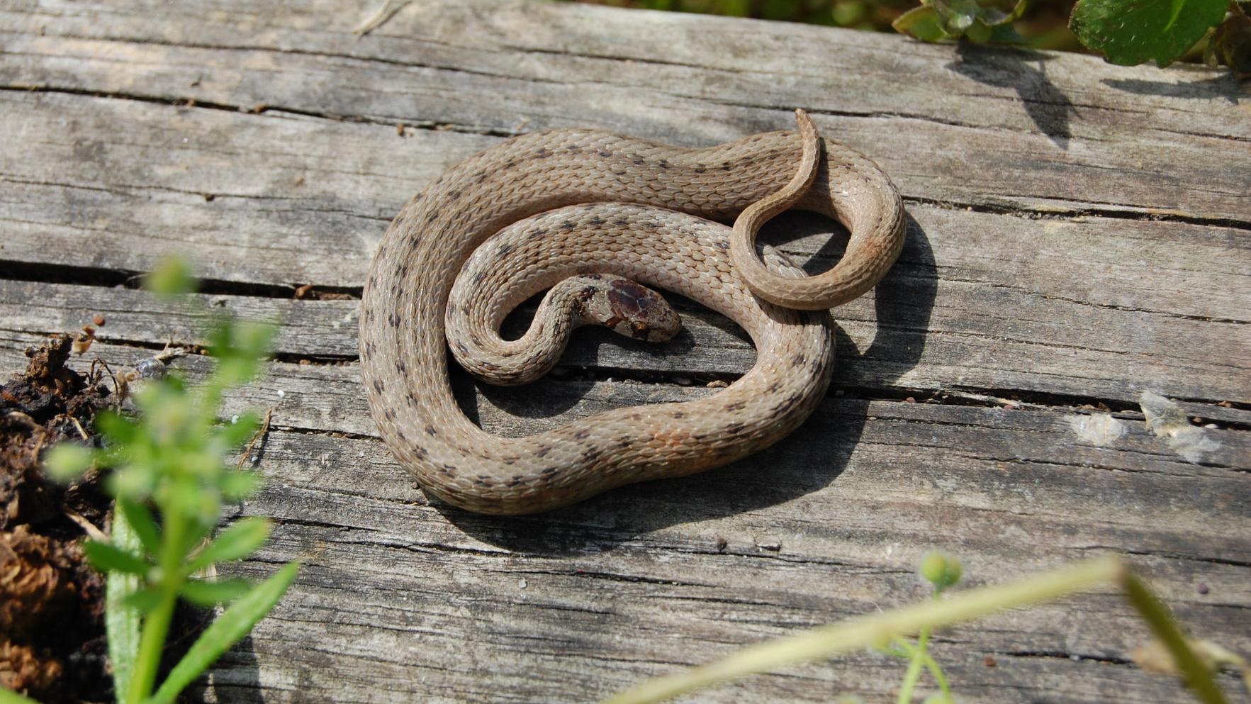 Don T Kill That Snake Without These Louisiana Species Rodents Will Be Out Of Control Home Garden Theadvocate Com