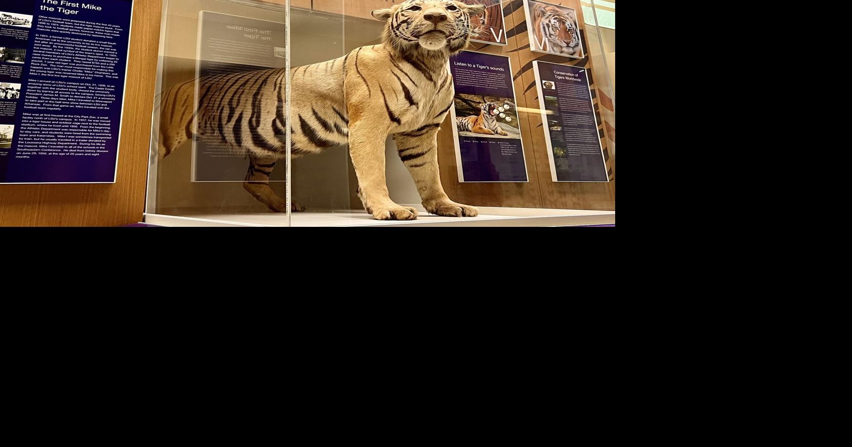 LSU's Mike VII roams his habitat, but where are the Mikes who reigned before him?