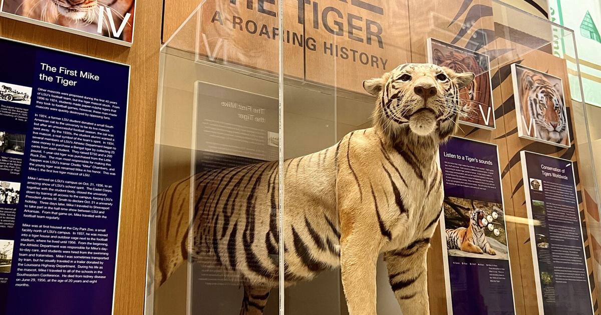 LSU's Mike VII roams his habitat, but where are the Mikes who reigned before him?