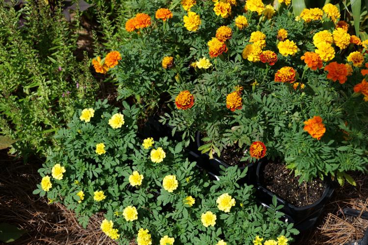 refresh the late-summer garden with fall colors | Entertainment/Life ...