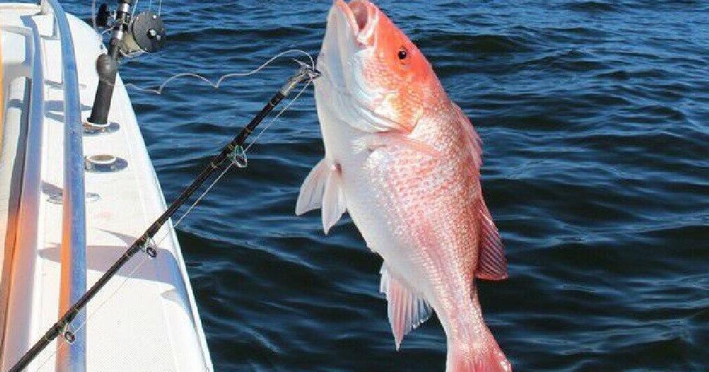 It's shark month; offshore anglers feeling the bite