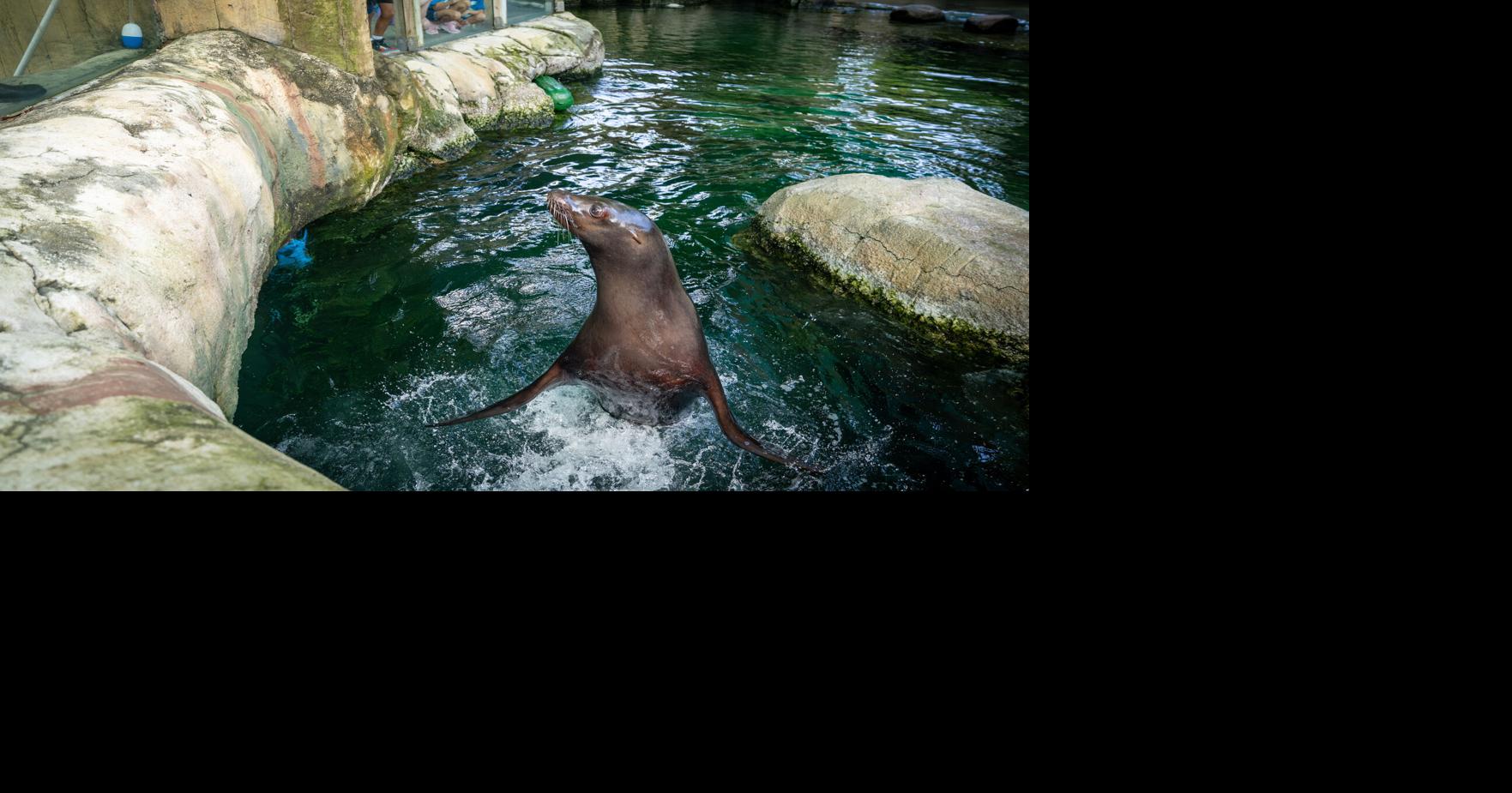 NO.sealion.adv.189-3.JPG