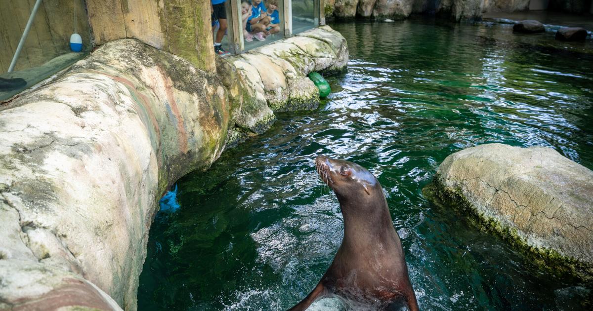 NO.sealion.adv.189-3.JPG