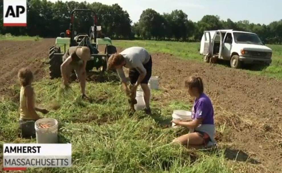 Farm resurgence grows with younger crowd _lowres