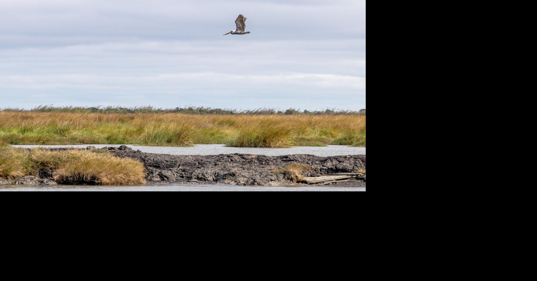 Are Louisiana's coastal restoration efforts working? New data provides answers.