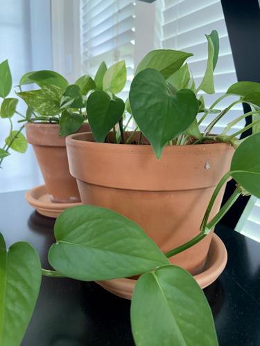 Don&rsquo;t have the space/desire for a big garden? Try containers 