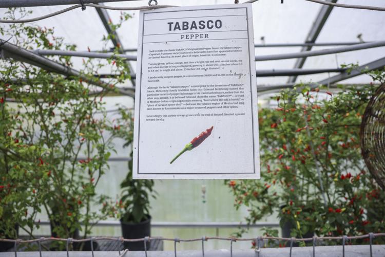 NO.tabasco.adv.014.JPG