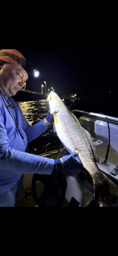 BIG FISH 2