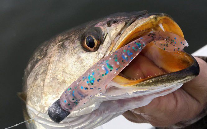 Top  channels for fishing fanatics, Louisiana Outdoors