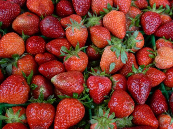 Photos 2015 Ponchatoula Strawberry Festival gets a soaking News