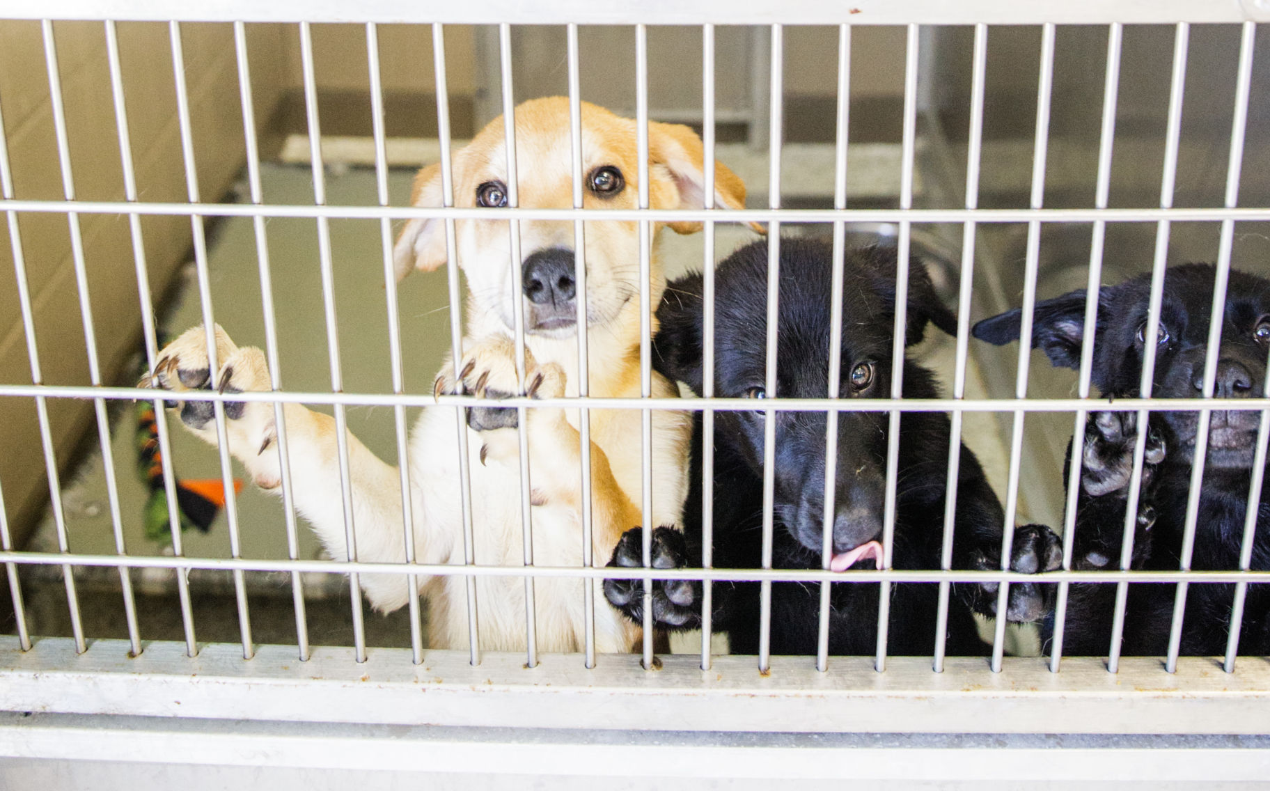 Jefferson Parish Animal Shelter Accused Of 'criminal' And 'disturbing ...