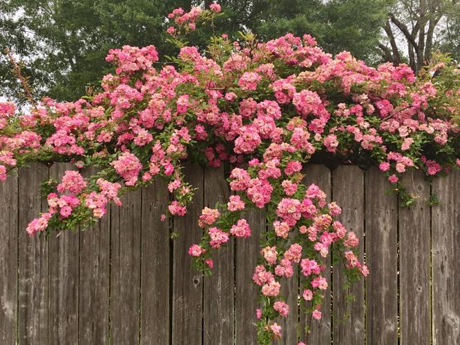 The Peggy Martin rose survived Hurricane Katrina. Here's how to grow this Southern gem. | Entertainment/Life | theadvocate.com
