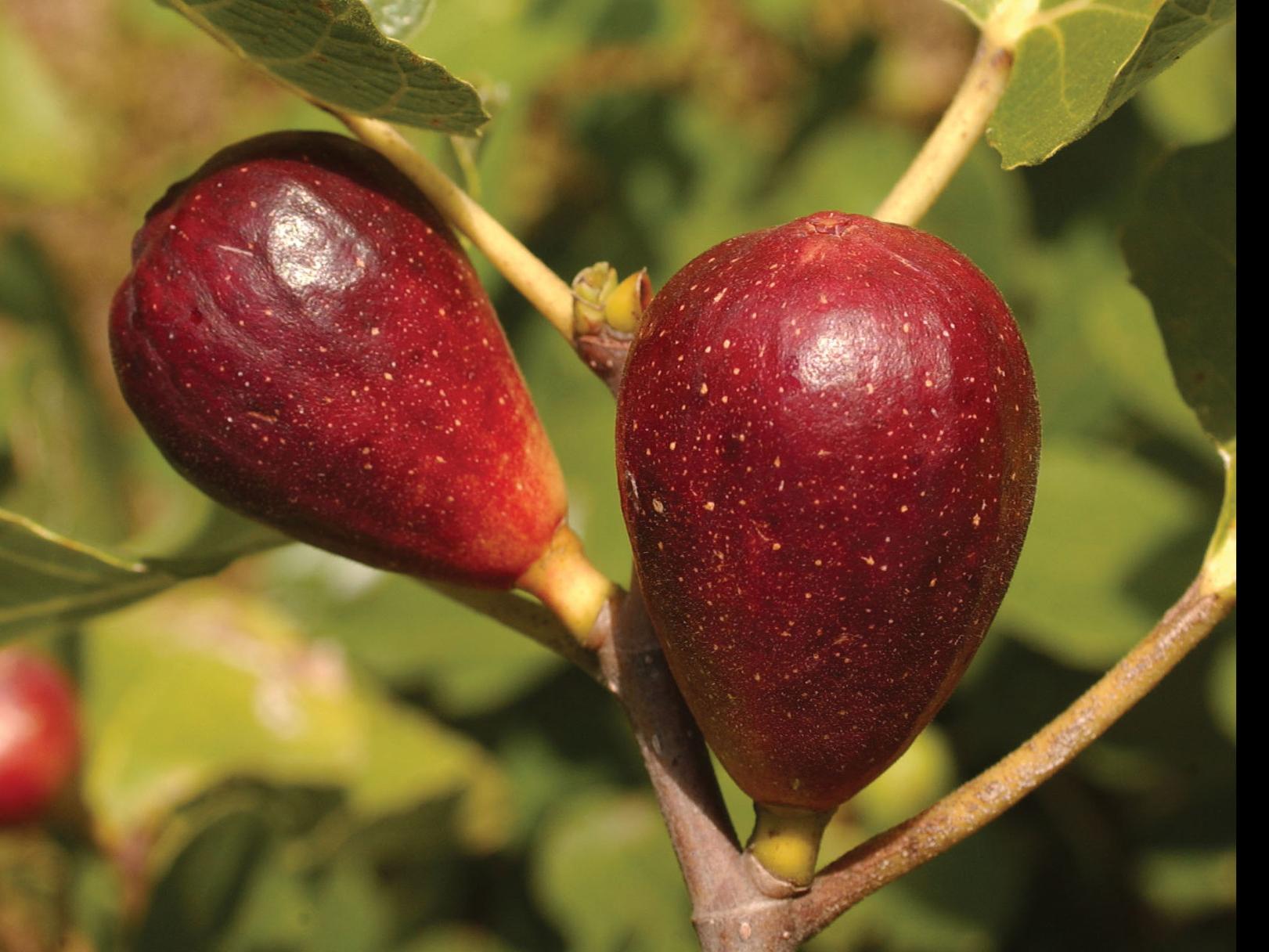Garden News It Fig Ures These Trees Would Grow Well In The South Home Garden Theadvocate Com
