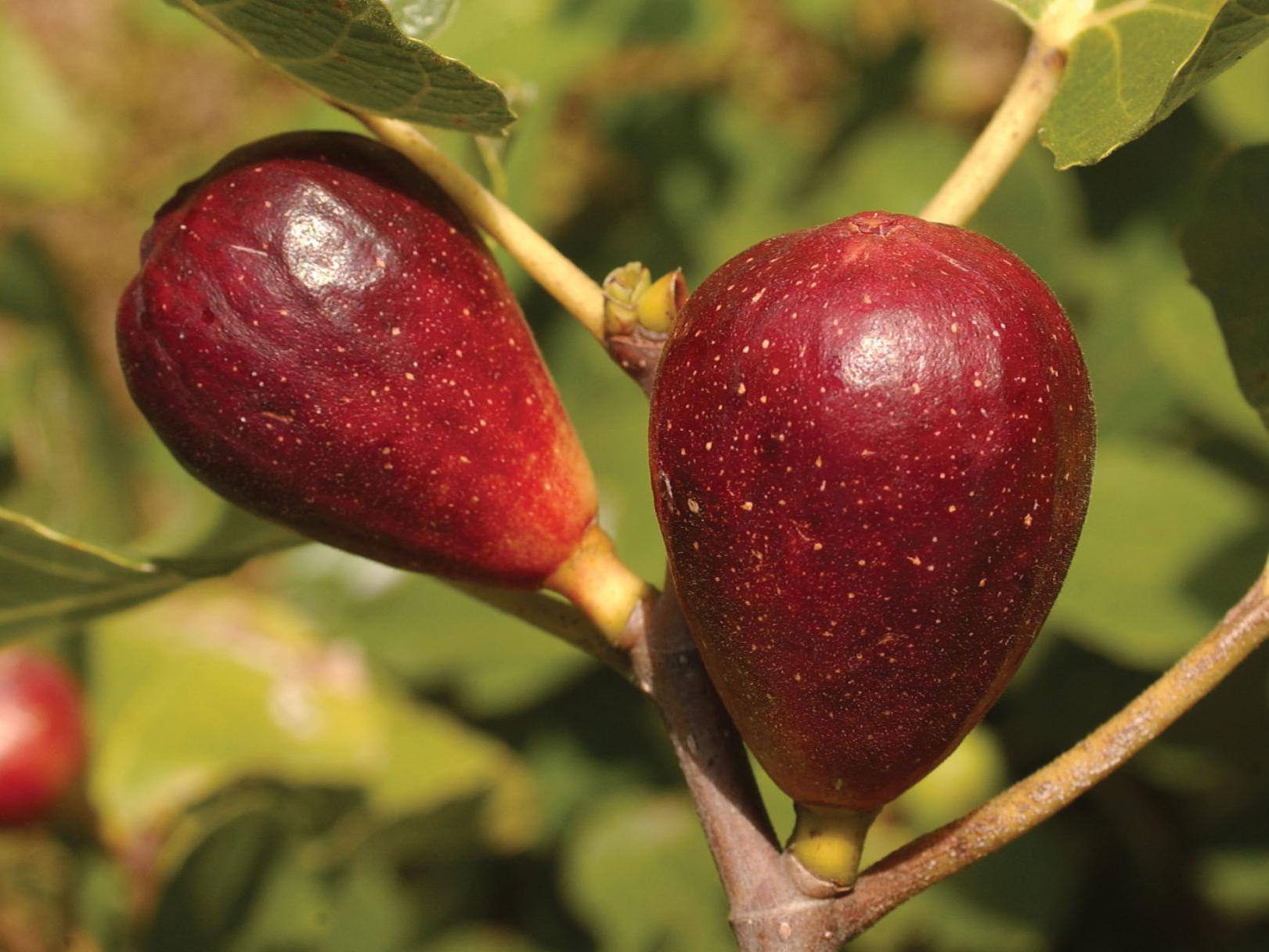 Garden News It Fig Ures These Trees Would Grow Well In The South Home Garden Theadvocate Com