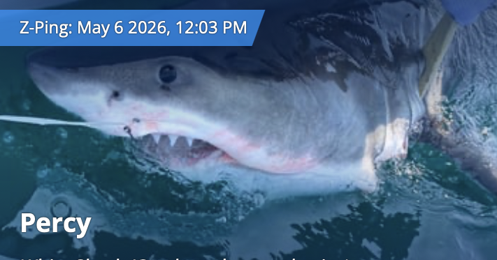 This great white shark traveled 3,000 miles from Nova Scotia to the Gulf Coast May 11, 2026 7 mins ago 1 min to read