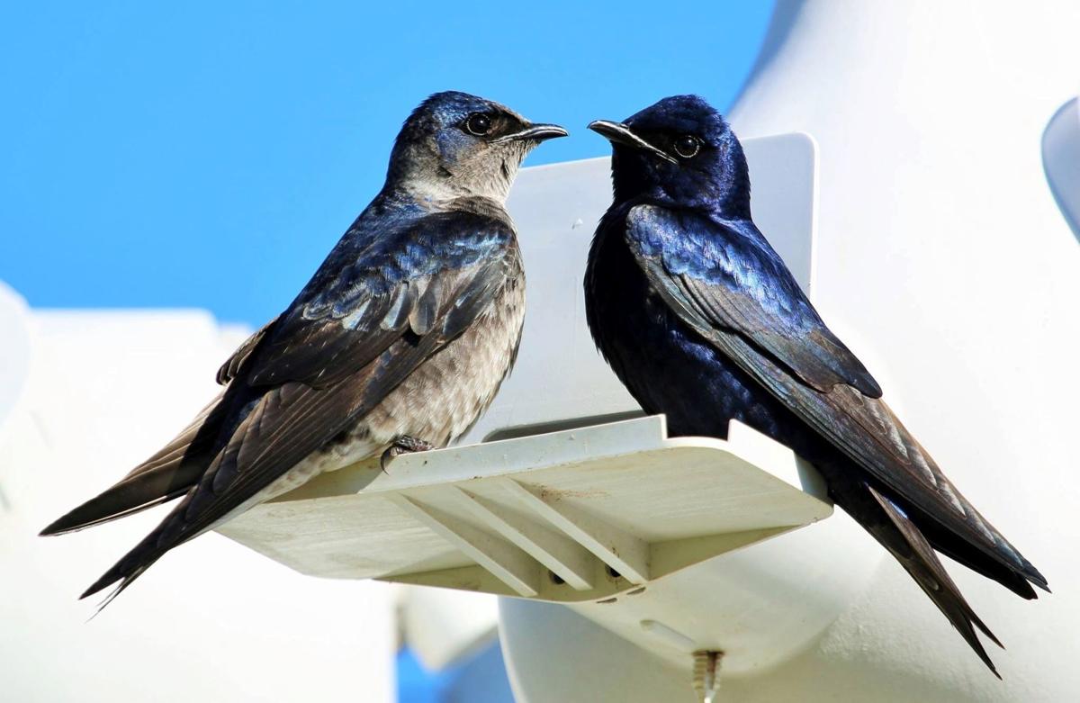 Purple martins are coming, and they need you to get their homes ready |  Home/Garden | theadvocate.com