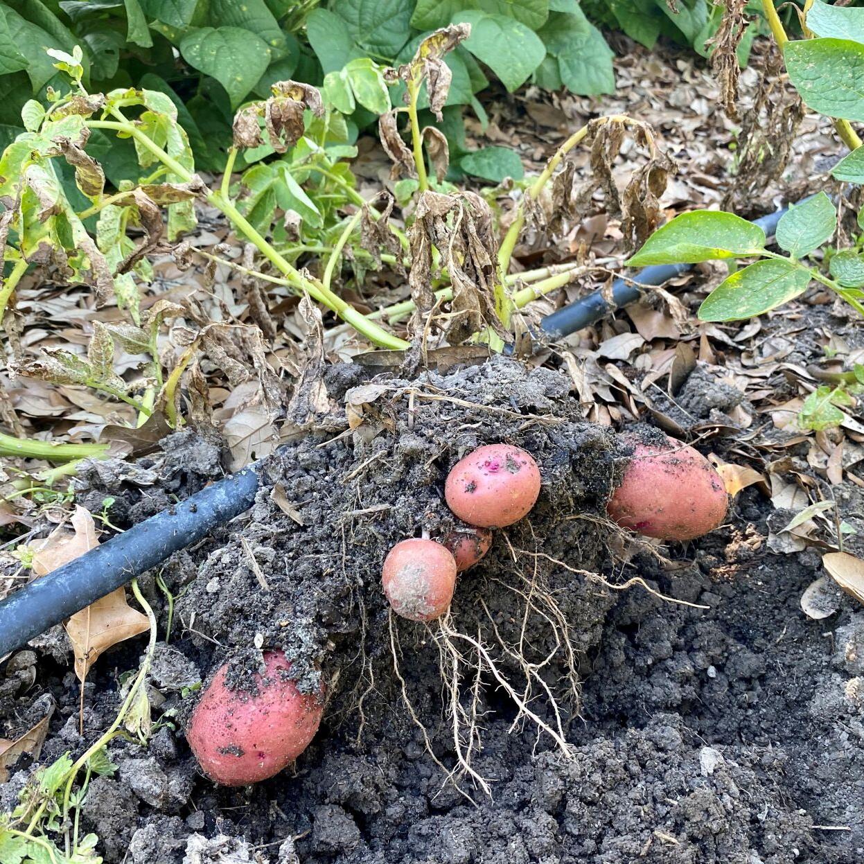 Lsu Garden News It S Time To Plant Potatoes Home Garden Theadvocate Com Lsu Garden News It S Time To Plant Potatoes Home Garden Theadvocate Com