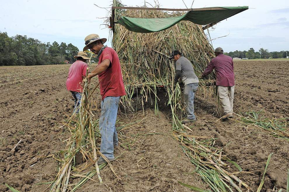 Acadiana Sugar Cane Farmers Turn To Other Crops As Prices Fall