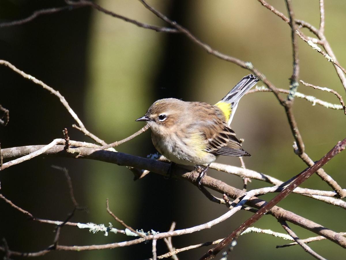 Christmas Bird Count Louisiana 2022 2 Big Bird Counts Coming Up | Home/Garden | Theadvocate.com