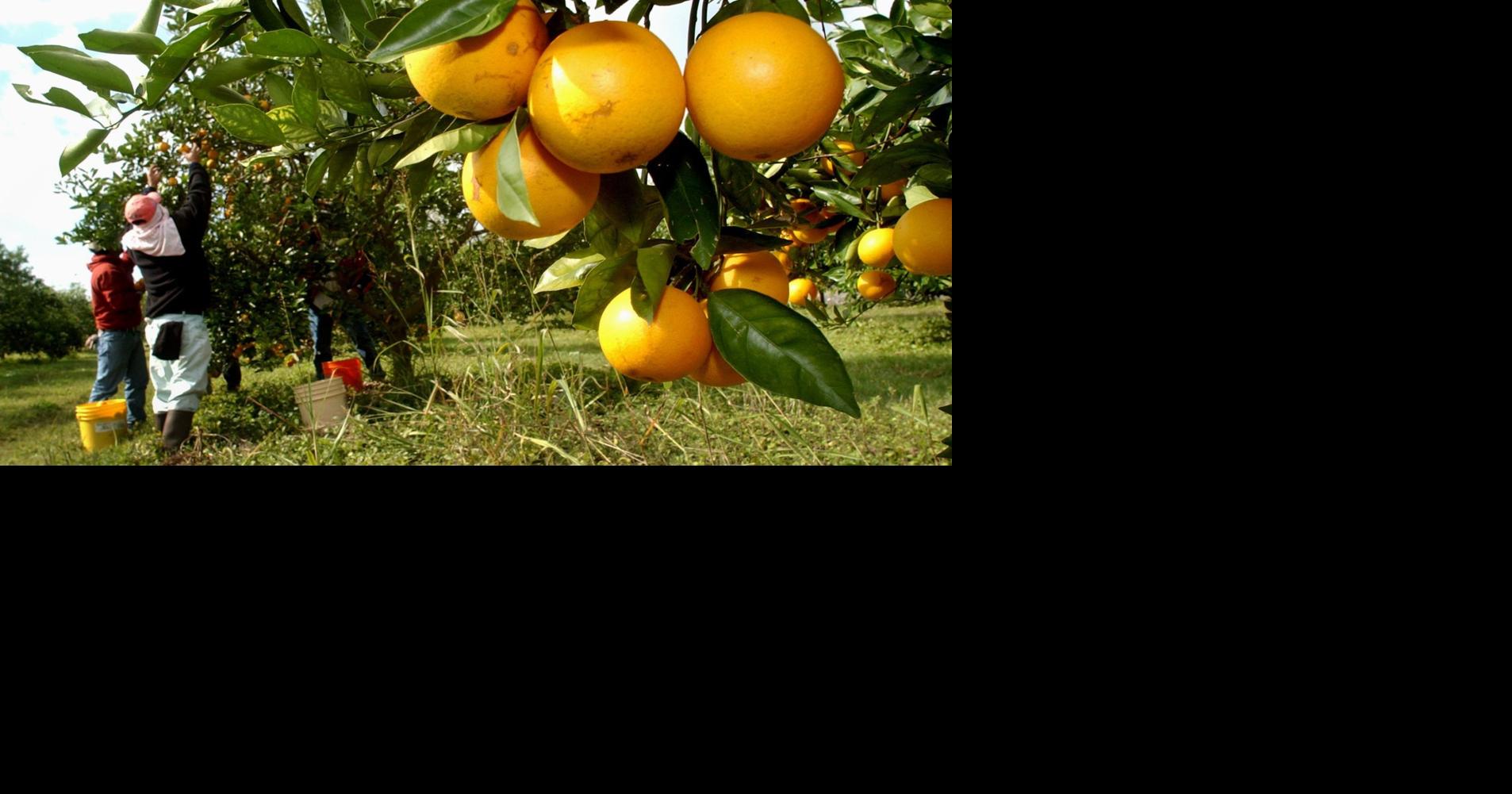Insects, diseases and other problems that may affect your southeast Louisiana citrus trees BY DAN GILL | Contributing writer Aug 1, 2026 45 mins ago 3 min to read