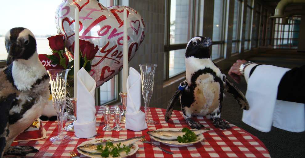 Still sweethearts: Audubon penguins Kohl and Zelda celebrate 22nd ...