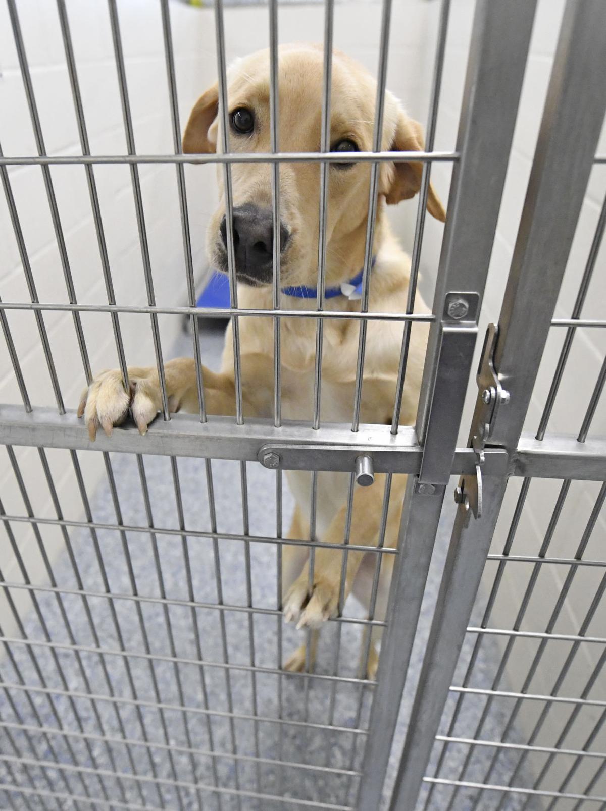 Meet The Adorable Animals Awaiting Your Love At Alamance County Shelter - 0d8249z